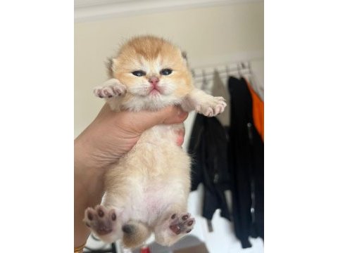 Anne baba şecereli golden british shorthair yavrular
