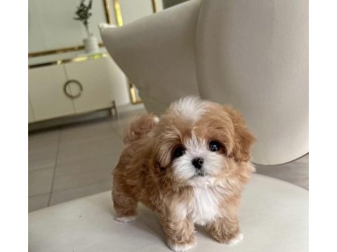 Kore maltipoo bebekler