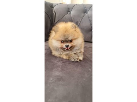 Pomeranian tea cup