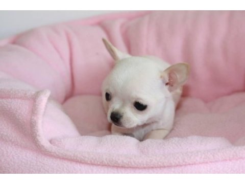 Sevimli chihuahua yavruları