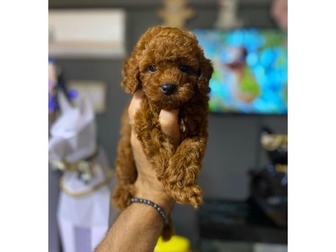 Toy poodle minikler