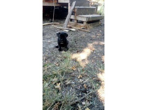 Cane corso brindle yavrular