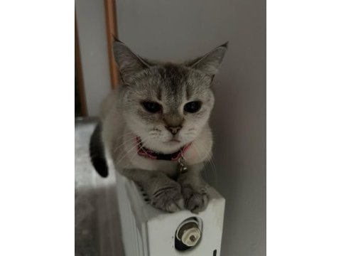 Burmilla cinsi kedimiz aşılı ve bakımlı