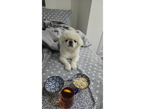 Pekinez köpeğime gerçekten bakabilecek birisini arıyorum