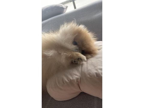 Pomeranian adım çiçek