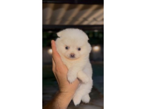 Pomeranian yavrumuz 