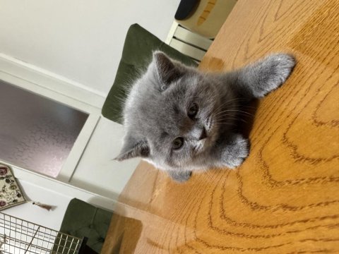 2 aylık british shorthair yavrular