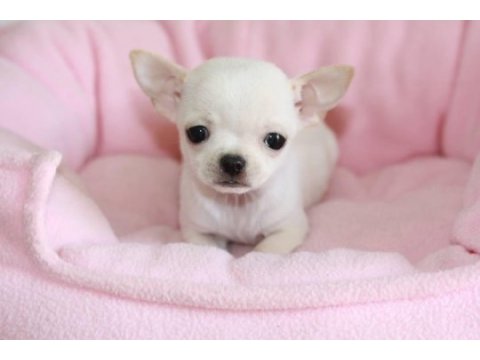 Sevimli chihuahua yavruları