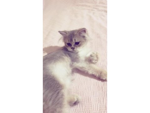 3 aylık british longhair erkek yavru