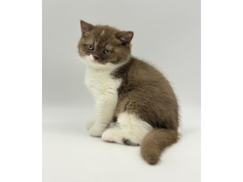 Eşsiz british shorthair yavrular