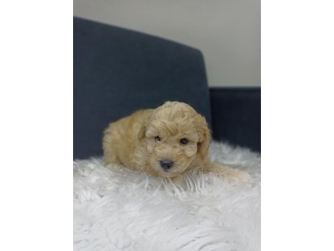 Maltipoo bebekler