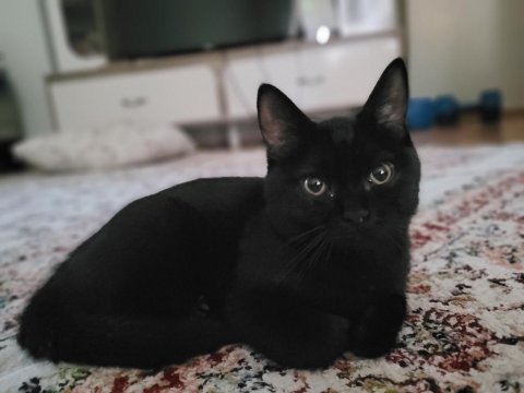 Siyah van kedisi erkeği