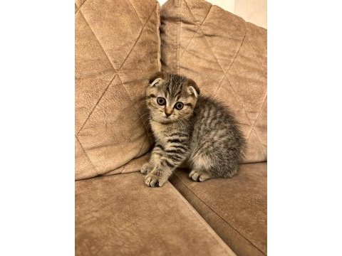 Scottish fold kedimize yuva arıyoruz