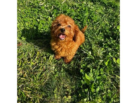 Sağlık ve ırk garantili poodle yavrular