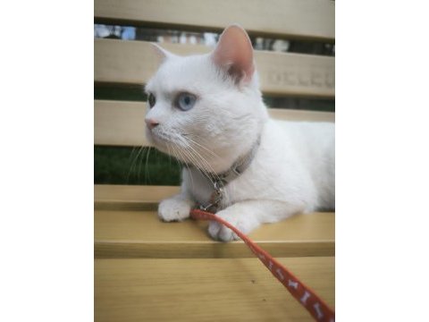 British shorthair oğlumuz mia