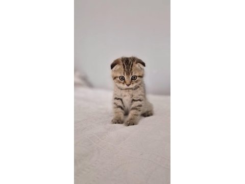 18 nisan doğumlu scottish fold erkek