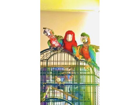 Mavi kırmızı hibrit bebek macaw