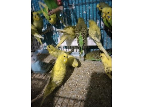 Muhabbet kuşu bulunur