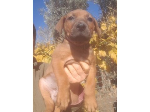 Erkek presa canario yavru