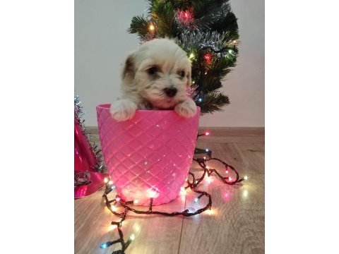 Gelip canlı görebileceğiniz maltipoo yavrular