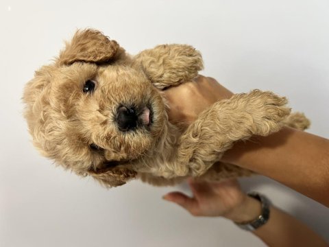 Harika güzellikte maltipoo yavrular