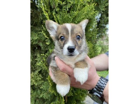 Türkiyede tek corgi bebekler