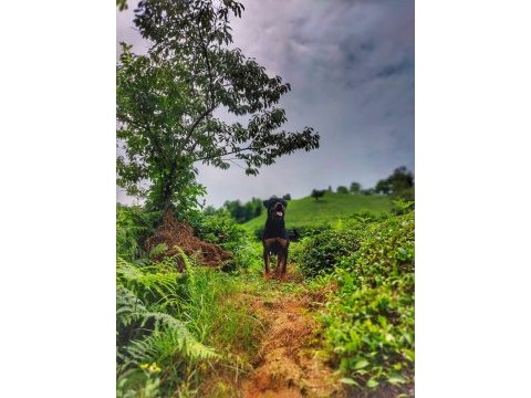 Koca kafa rottweiler