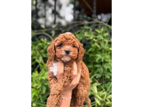 Minik ve şirin teacup maltipoo
