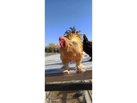 2 adet buff coco+ 3 adet brahma tavuk ve horozlar
