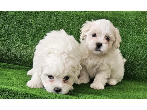 Teacup maltese terrier yavrular