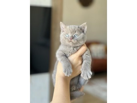 Safkan oyuncu british shorthair yavrum