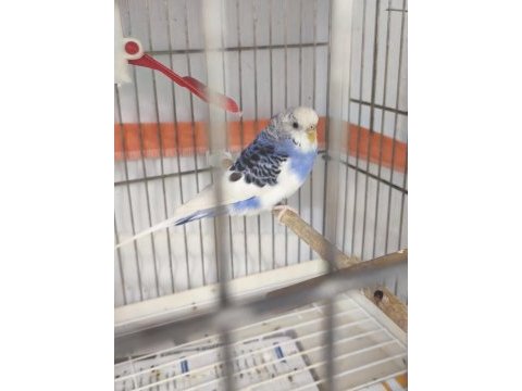 Yetişkin dişi muhabbet kuşu