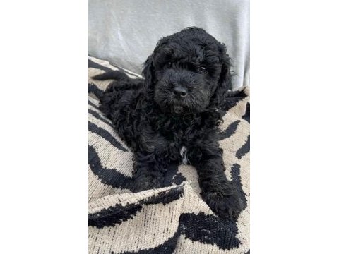 Black toy poodle yeni ailesini arıyor