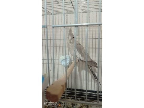 Hazır 2 adet sultan papağanı