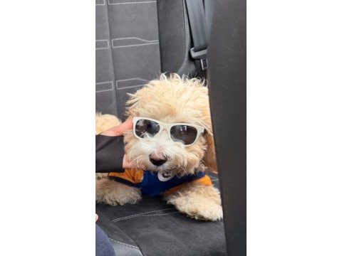 Maltipoo duffy mize onu severek bakacak aile