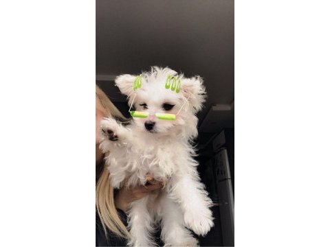 4 aylık malta terrier