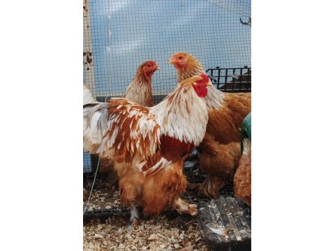 Lemon brahma kuluçkalık yumurta & civciv