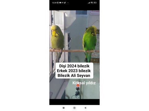 Şov jumbo muhabbet kuşlar