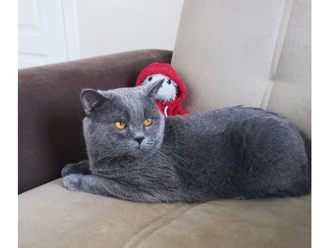Sahiplendirme british shorthair dişi