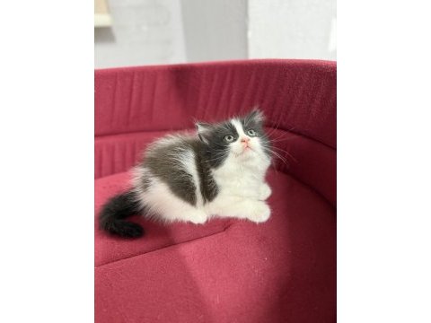 British longhair bicolor sevimli yavrular