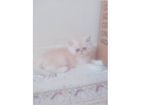 İran chinchilla ve iran persian