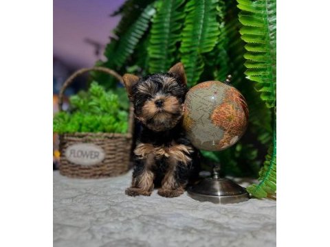 Boy ve kg garantili yorkshire terrier yavrularımız