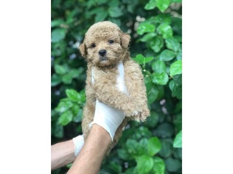 Poodle ayarında maltipoo bebekler