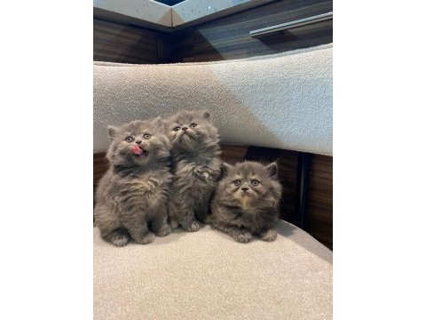 İran persian exotic long ve blue bebekler