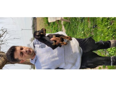 Safkan ırk garantili pinscher yavrular