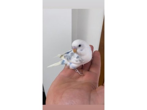 Eğitimlik muhabbet kuşu yavrular