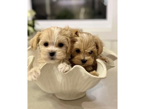Irkının en güzel maltipoo bebekleri