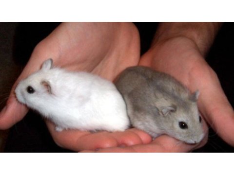 Albino gonzales ve gri gonzales hamster bebek de mevcut