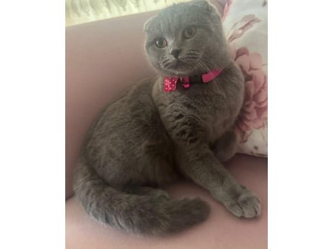 Scottish fold kedimizi sahiplendirme ilanıdır