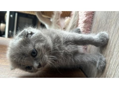 British shorthair yavrularımız yeni yuvalarını bekliyor